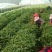 红薯苗，脱毒原种红薯苗，商薯19，西瓜红，龙九红薯苗预售