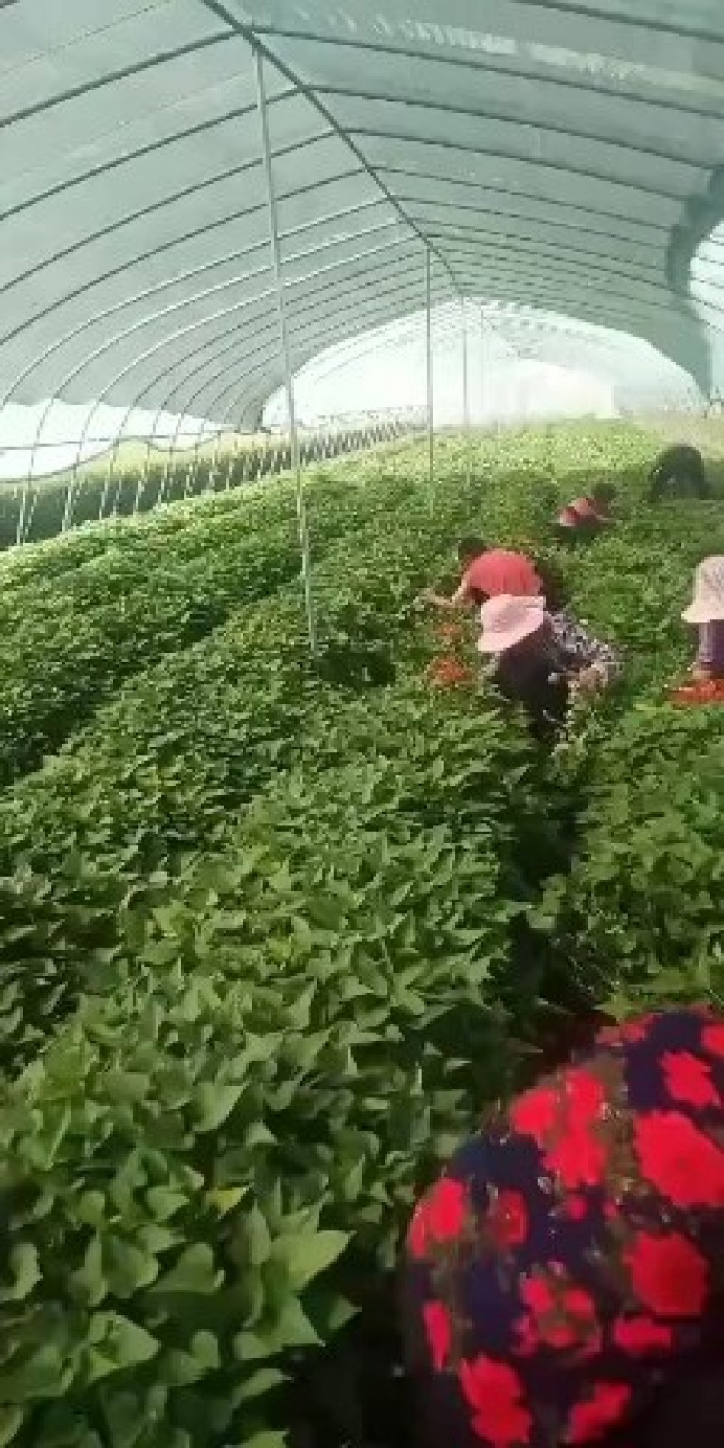 红薯苗，脱毒原种红薯苗，商薯19，西瓜红，龙九红薯苗预售