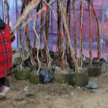 供应爬山虎紫藤凌宵油麻藤等绿化苗木即水生花卉