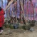 供应爬山虎紫藤凌宵油麻藤等绿化苗木即水生花卉