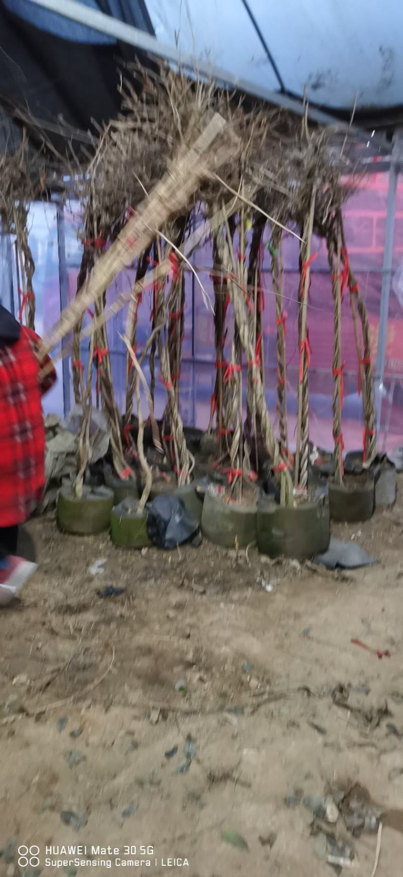 供应爬山虎紫藤凌宵油麻藤等绿化苗木即水生花卉