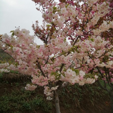 出售樱花大量出售日本樱花