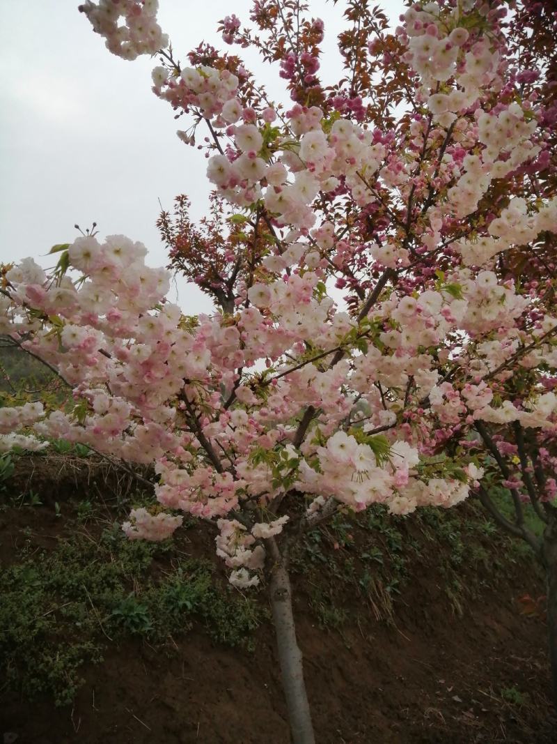 出售樱花大量出售日本樱花