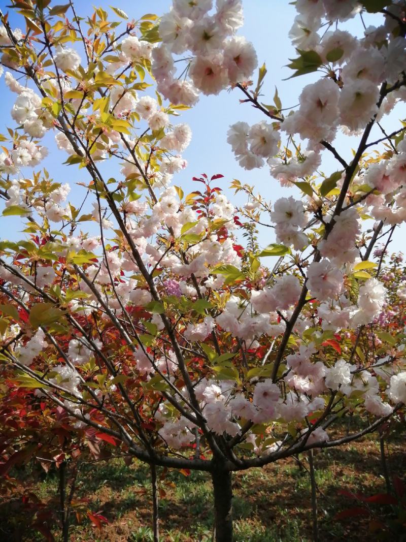 出售樱花大量出售日本樱花