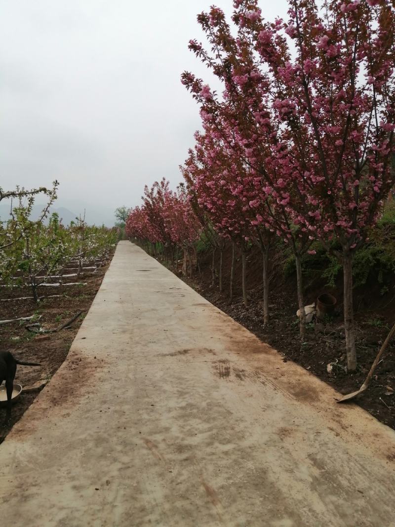 出售樱花大量出售日本樱花