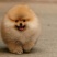 大型犬宠物犬火爆出售中，想要的朋友联系
