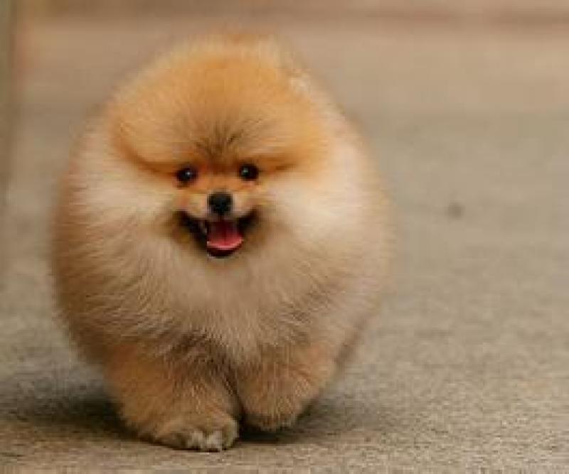 大型犬宠物犬火爆出售中，想要的朋友联系