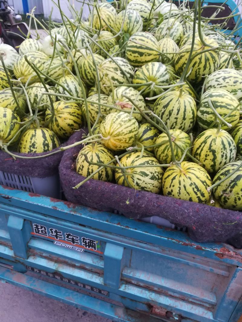 花龙密甜瓜，5到10月上市，品种多，价格优