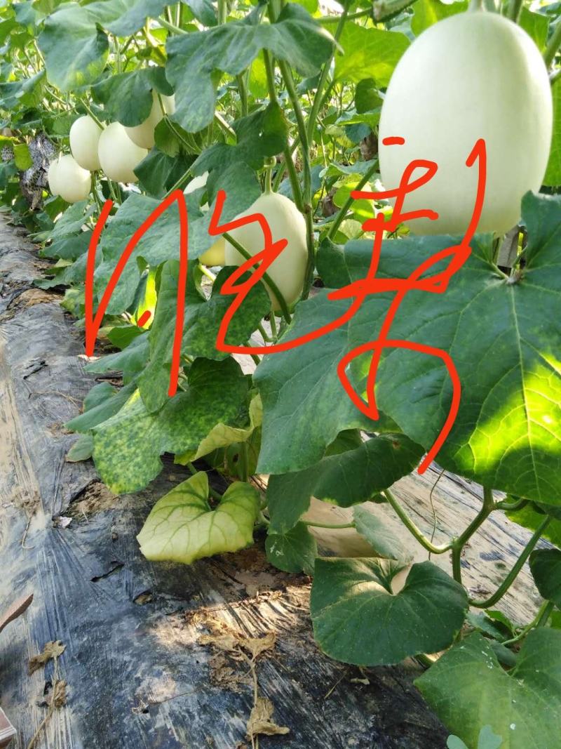 花龙密甜瓜，5到10月上市，品种多，价格优