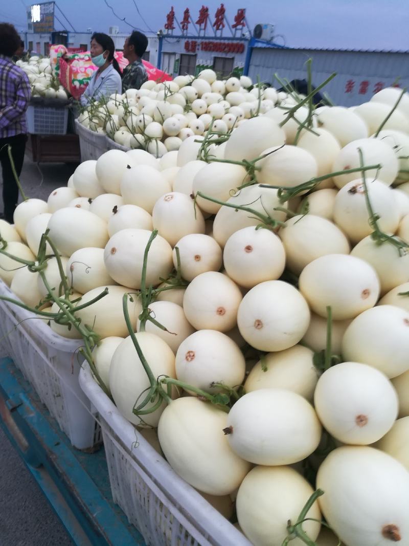 花龙密甜瓜，5到10月上市，品种多，价格优
