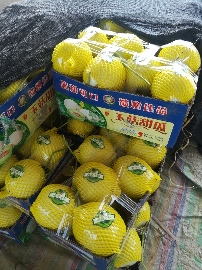 花龙密甜瓜，5到10月上市，品种多，价格优