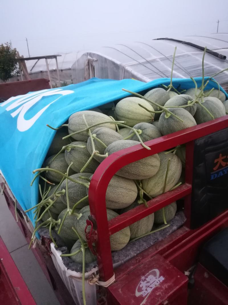 景甜甜瓜，5到10月上市，质量优，价格低