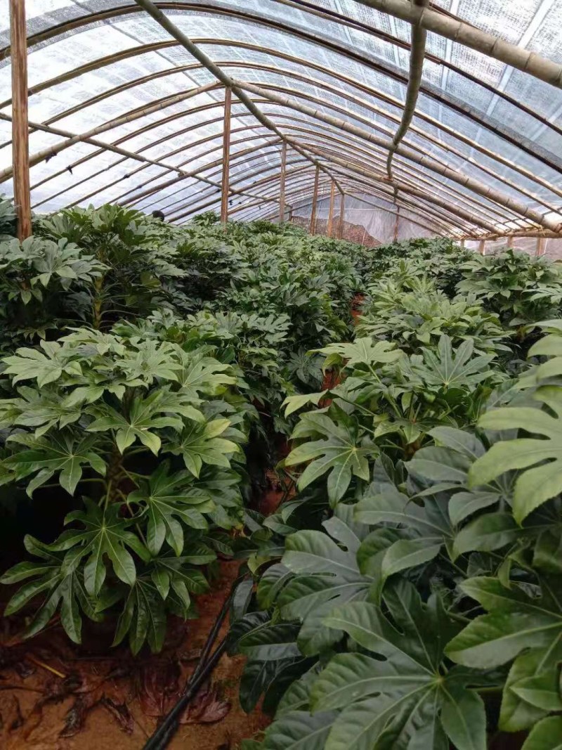 八角金盘各种规格基地直销量大价优，包存活