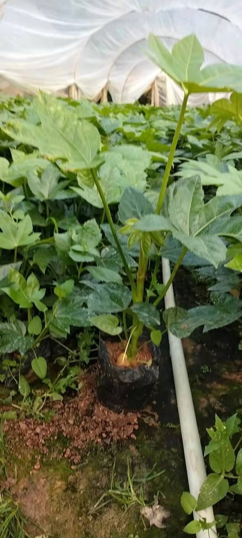 八角金盘各种规格基地直销量大价优，包存活