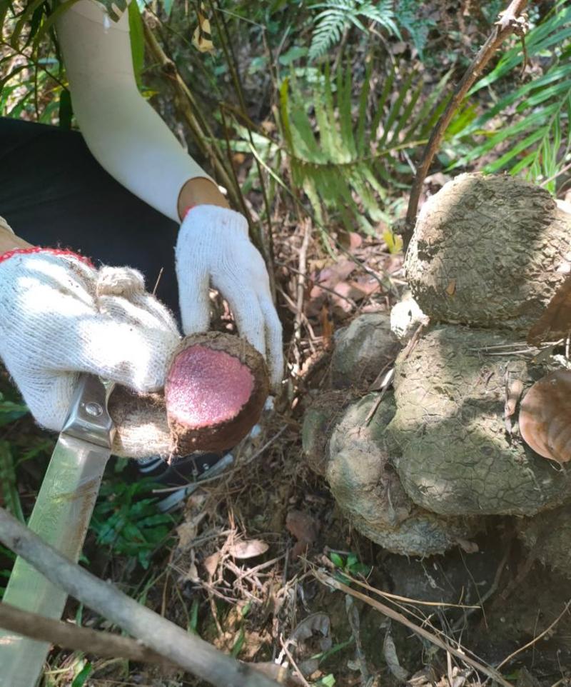 野生薯莨血母血三七血葫芦新鲜货批发够红够老