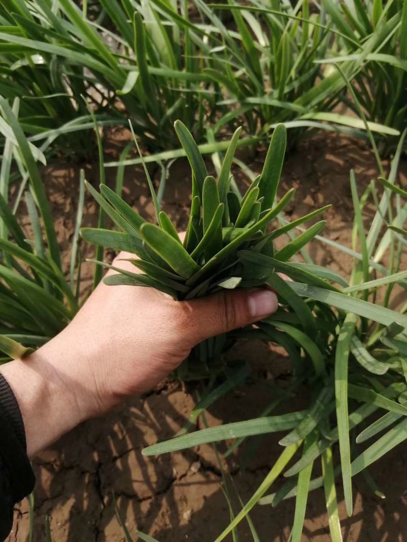 露天韭菜大量上市，欢迎各界老板选购。适合各个地区。