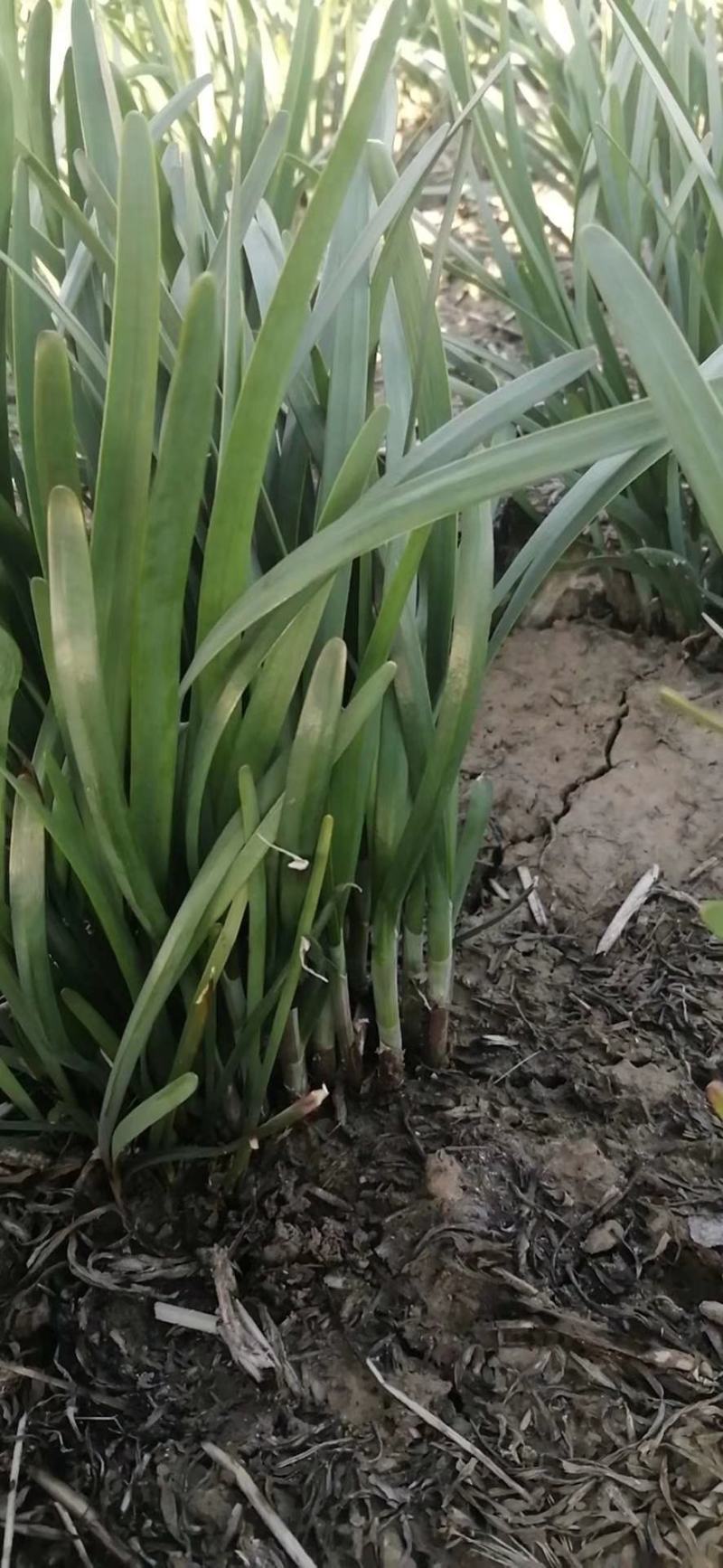 露天韭菜大量上市，欢迎各界老板选购。适合各个地区。
