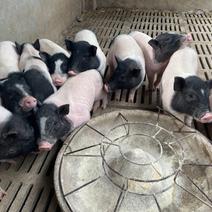 批发零售精品巴马香猪种苗纯种怀孕母猪全国发货全程