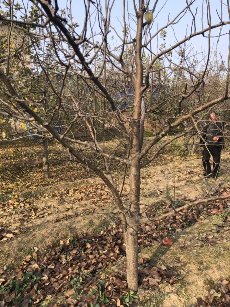 山西梨树，运城梨树，绛县梨树，红香酥，雨露香，酥梨树