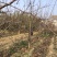 山西梨树，运城梨树，绛县梨树，红香酥，雨露香，酥梨树