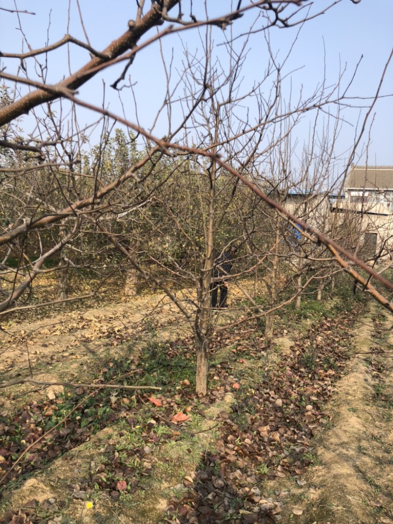 山西梨树，运城梨树，绛县梨树，红香酥，雨露香，酥梨树