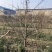 山西梨树，运城梨树，绛县梨树，红香酥，雨露香，酥梨树