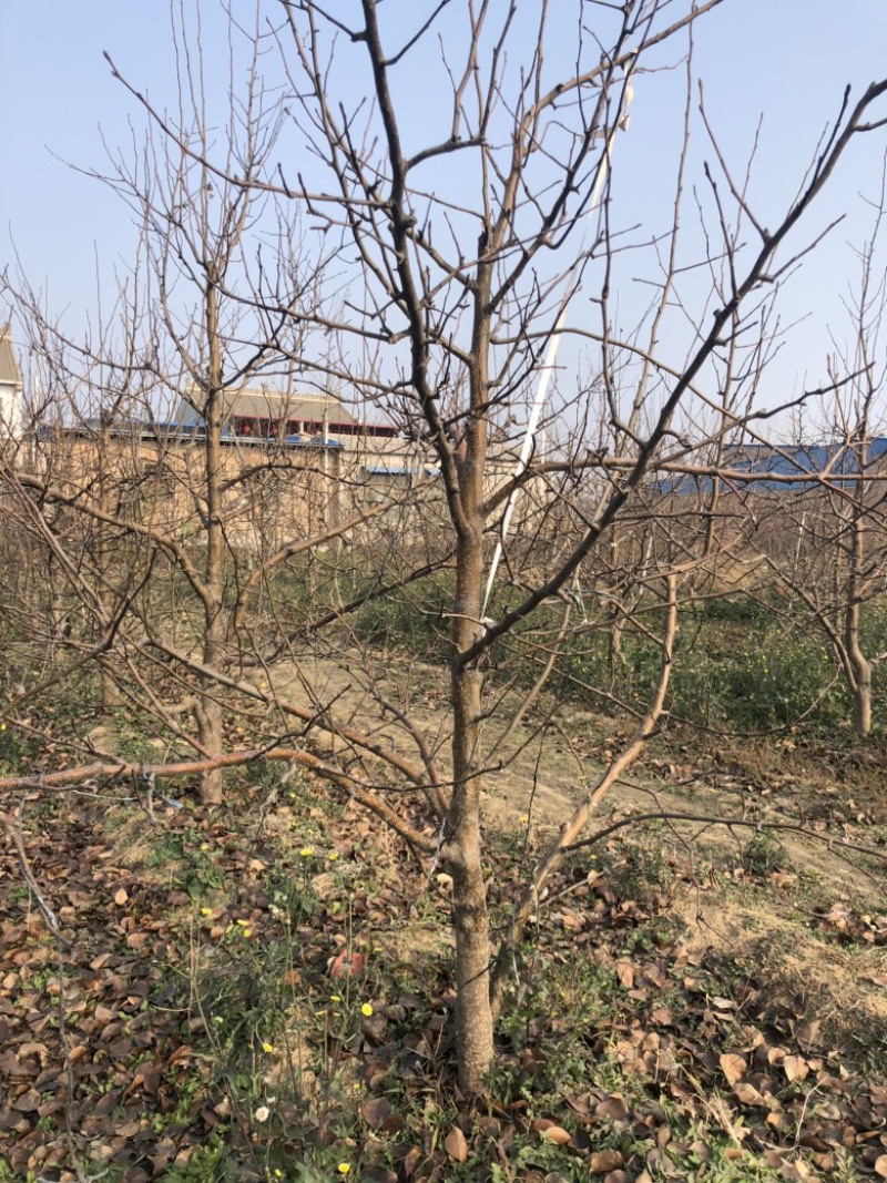 山西梨树，运城梨树，绛县梨树，红香酥，雨露香，酥梨树