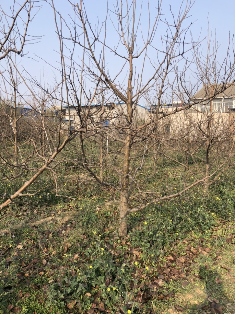 山西梨树，运城梨树，绛县梨树，红香酥，雨露香，酥梨树