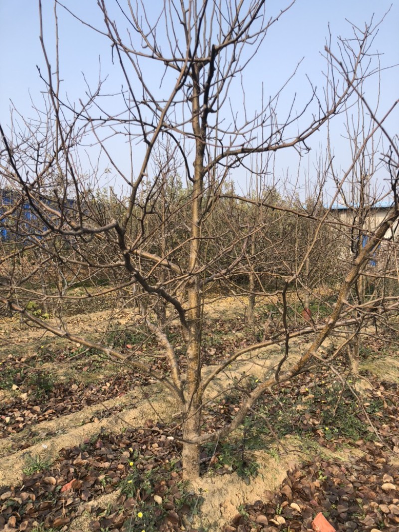 山西梨树，运城梨树，绛县梨树，红香酥，雨露香，酥梨树