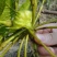 常年出售菱角苗种子青菱角苗和红菱角苗