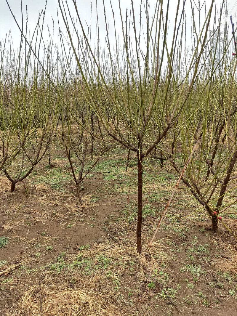 江苏红梅花苗骨里红绿梅基地梅花