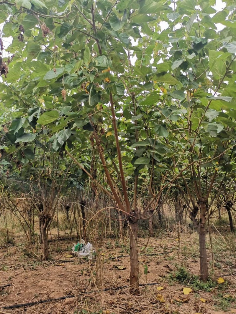 山西果桑树基地，运城桑葚树6-12公分果桑树
