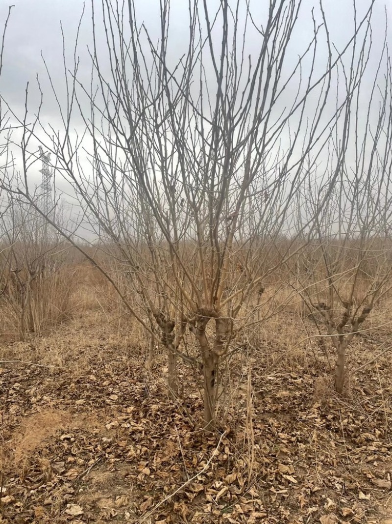 山西果桑树基地，运城桑葚树6-12公分果桑树