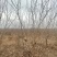 山西果桑树基地，运城桑葚树6-12公分果桑树