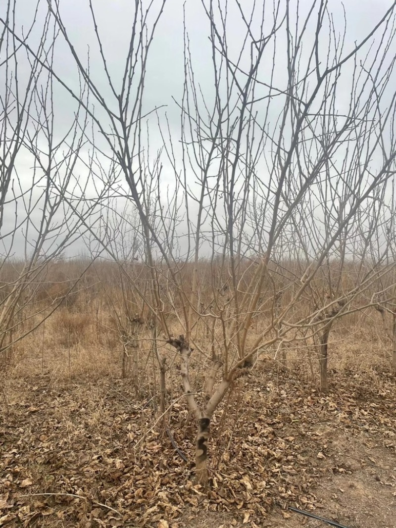 山西果桑树基地，运城桑葚树6-12公分果桑树