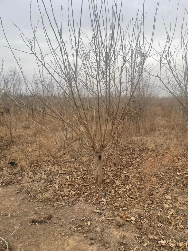 山西果桑树基地，运城桑葚树6-12公分果桑树