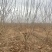 山西果桑树基地，运城桑葚树6-12公分果桑树