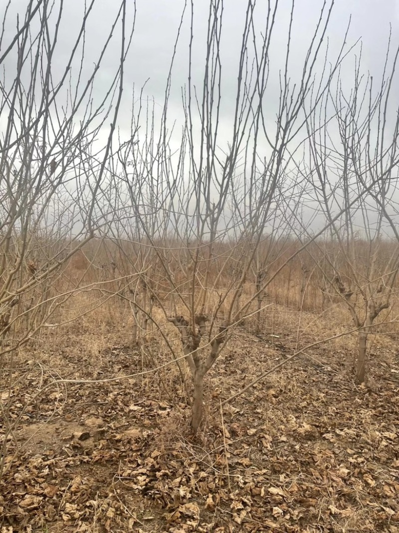 山西果桑树基地，运城桑葚树6-12公分果桑树