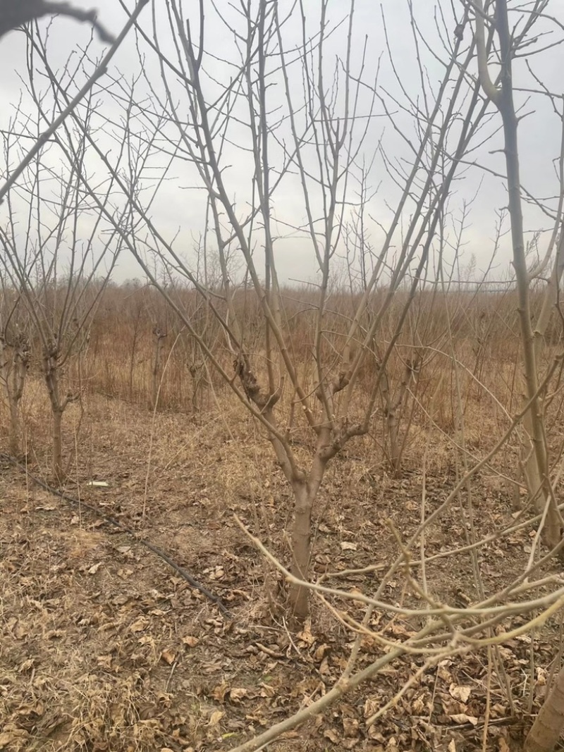 山西果桑树基地，运城桑葚树6-12公分果桑树