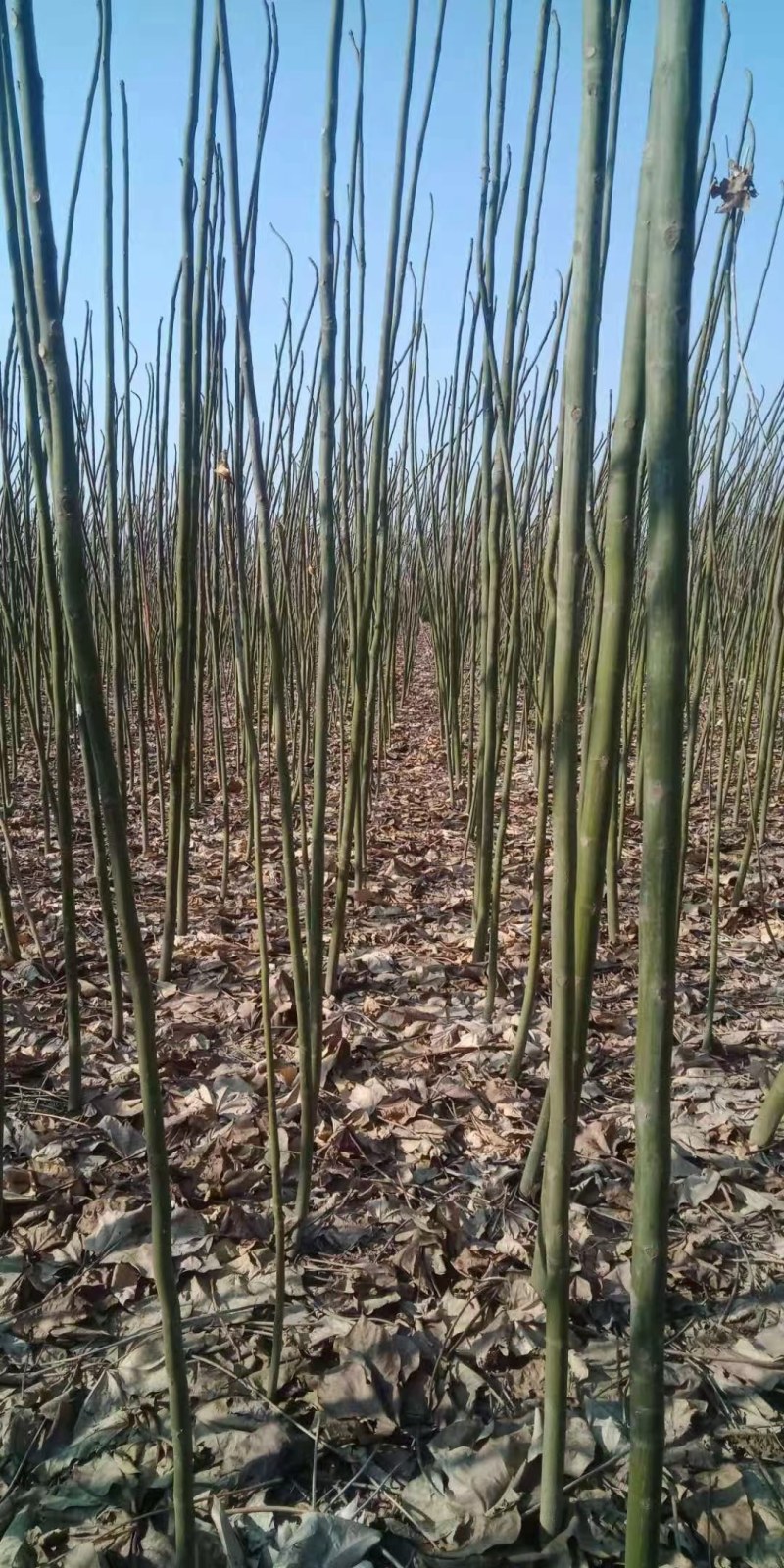 青桐树基地专供大量丛优