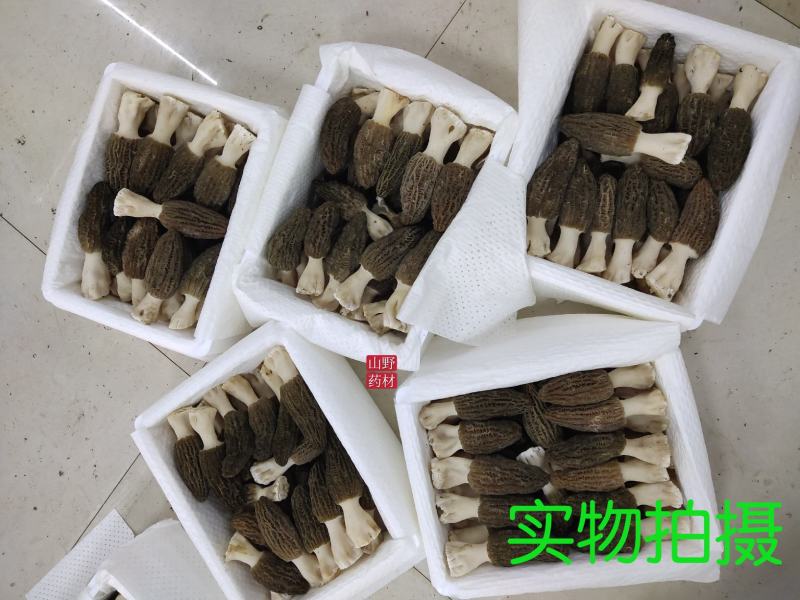 云南高海拔仿野生种植新鲜羊肚菌精选货1000克包邮