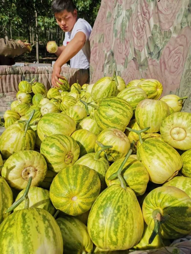 【热销】花蕾甜瓜清脆香甜，基地直供欢迎致电