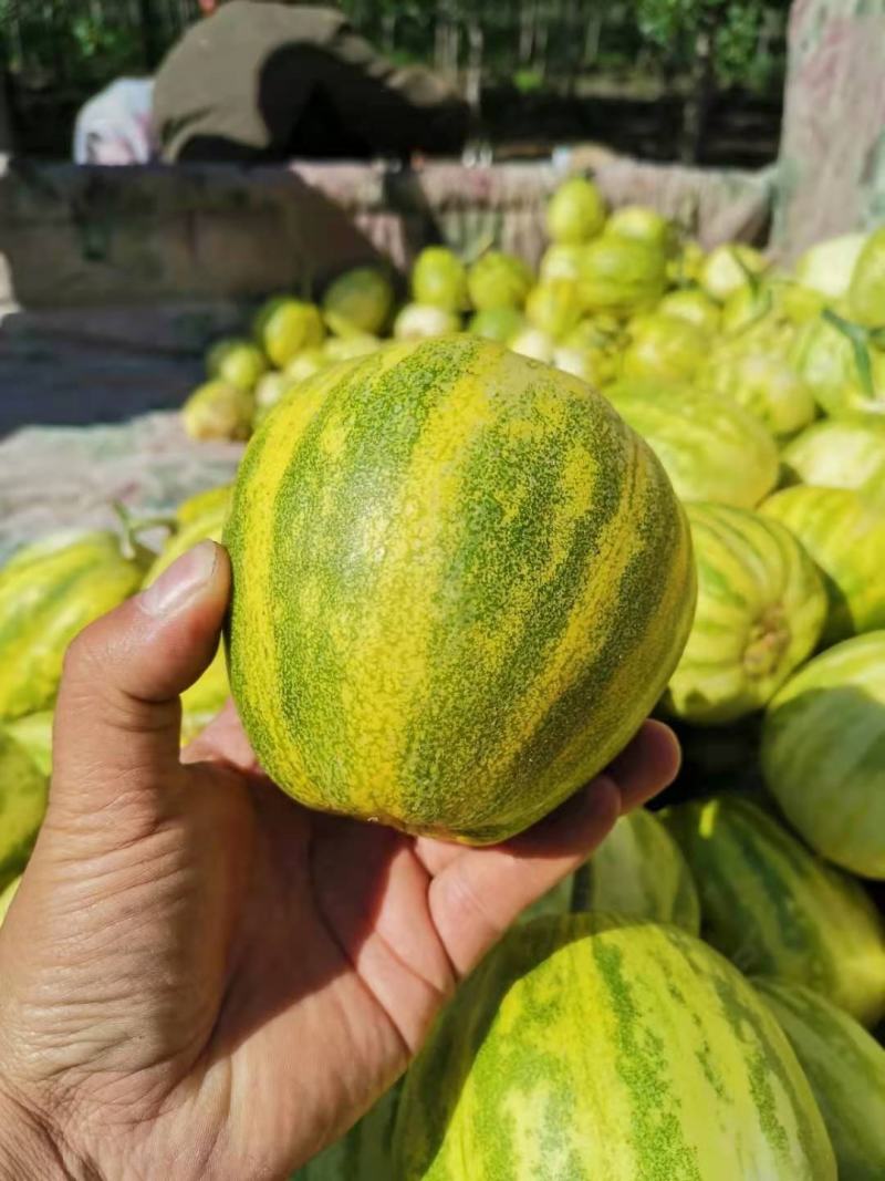 【热销】花蕾甜瓜清脆香甜，基地直供欢迎致电