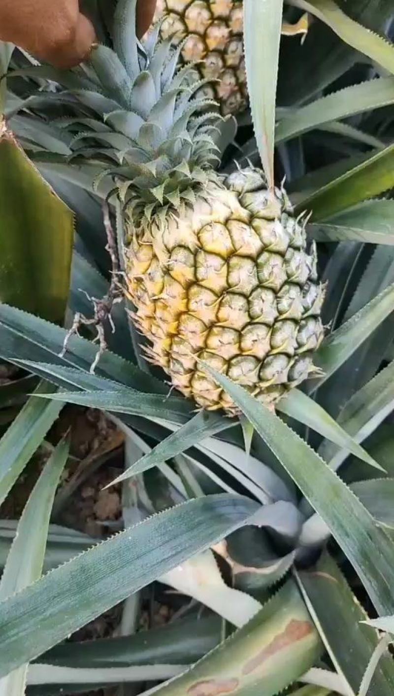【热卖推荐】云南河口香水菠萝个大甜度高量大价优可供全国
