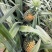 【热卖推荐】云南河口香水菠萝个大甜度高量大价优可供全国