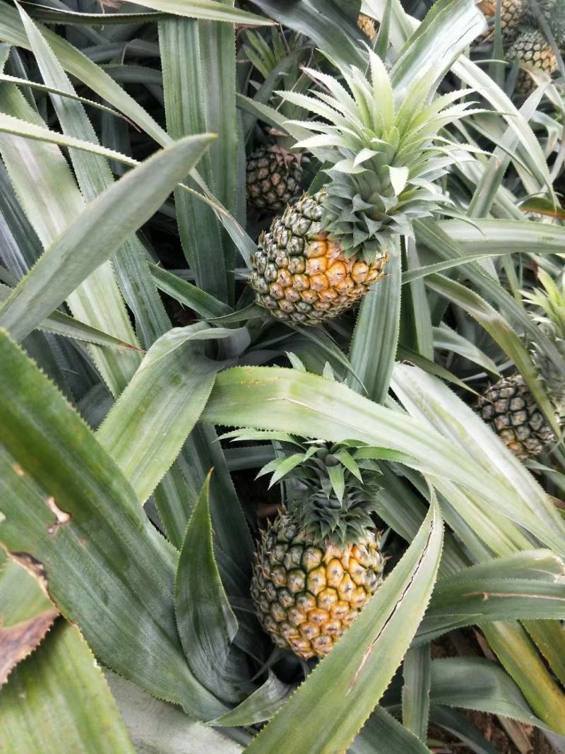 【热卖推荐】云南河口香水菠萝个大甜度高量大价优可供全国