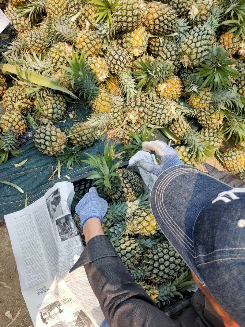 【热卖推荐】云南河口香水菠萝个大甜度高量大价优可供全国