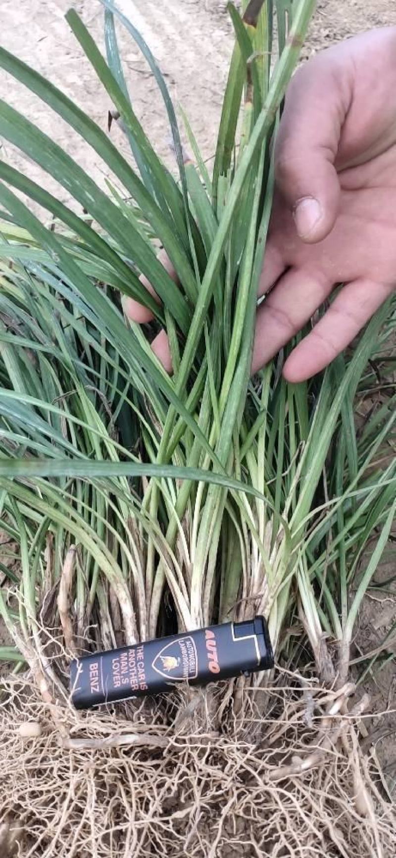 麦冬草绿化园林工程用苗代办中叶细叶麦冬苗麦冬草大量现货