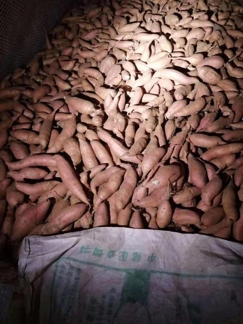 烟薯25精品货丘陵沙地种植糖化发货产地直销