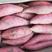 烟薯25精品货丘陵沙地种植糖化发货产地直销